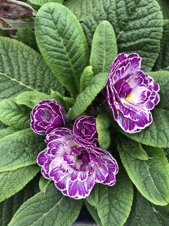 Primula belarina Lively Lilac