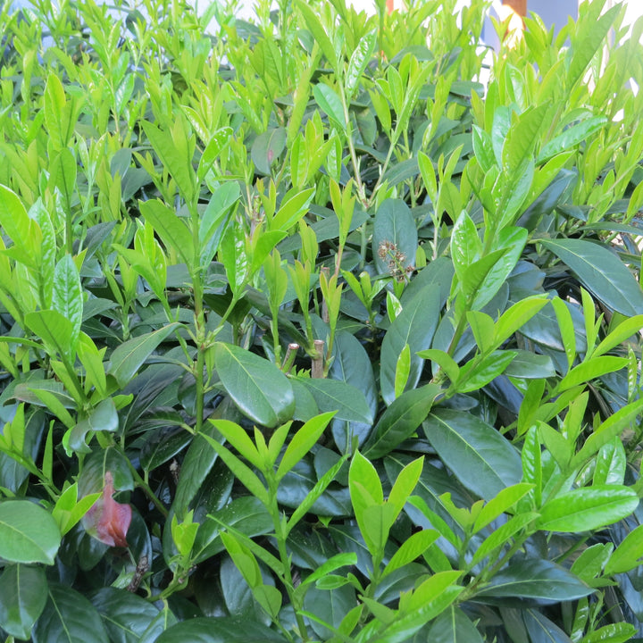 Prunus Caucausiana - Shrubs - Windyridge Garden Centre