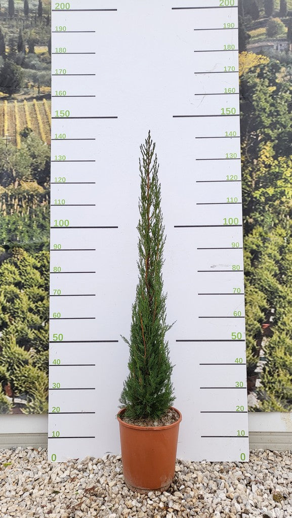 CUPRESSUS SEMP. PYRAMIDALIS CLT 10 H 100 +  CM
