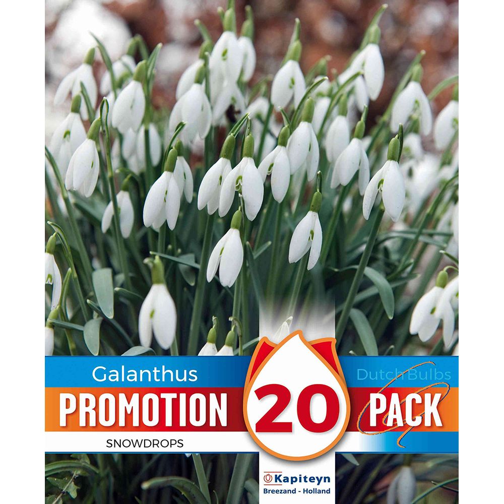 PROMO GALANTHUS SNOWDROPS 20 Bulbs