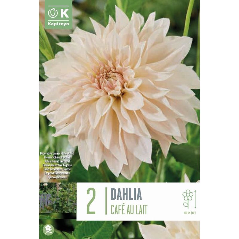 DAHLIA CAFE AU LAIT 2