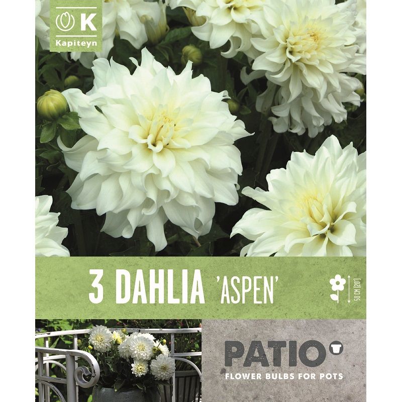 DAHLIA ASPEN 3