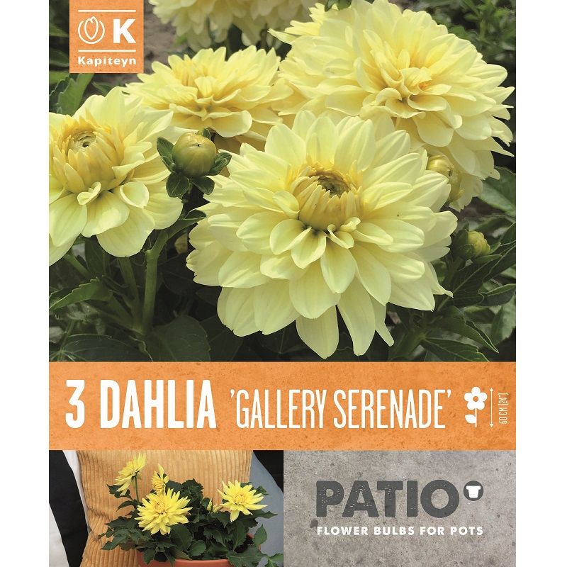 DAHLIA GALLERY SERENADE 3