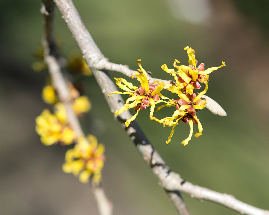 Hamamelis in cultivars