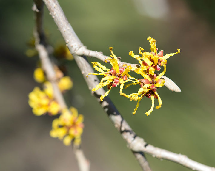 Hamamelis in cultivars