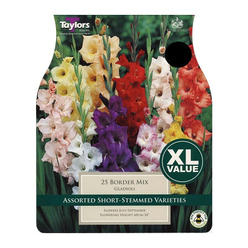 25 GLADIOLI BORDER MXD 10-12