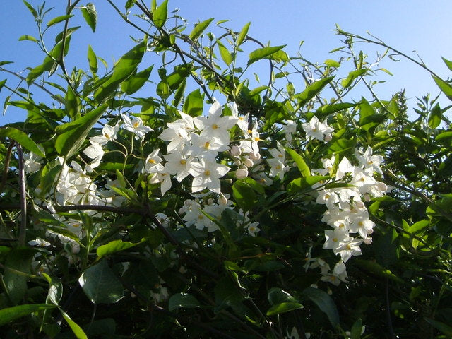 Solanum jasminoides / P19, on a stem