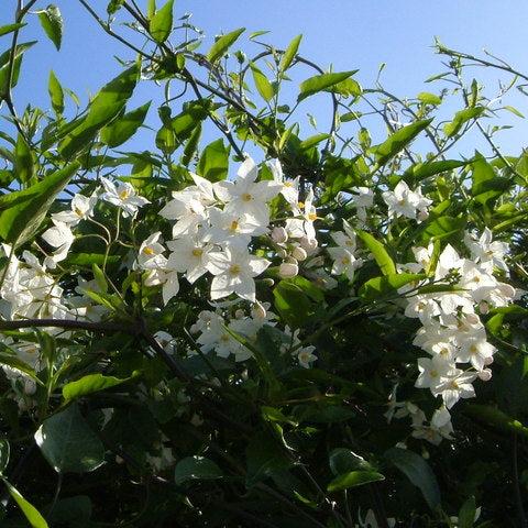 Solanum jasminoides / P19, on a stem