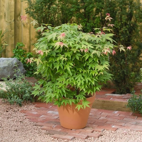 Acer Pal Osakazuki -  - Windyridge Garden Centre