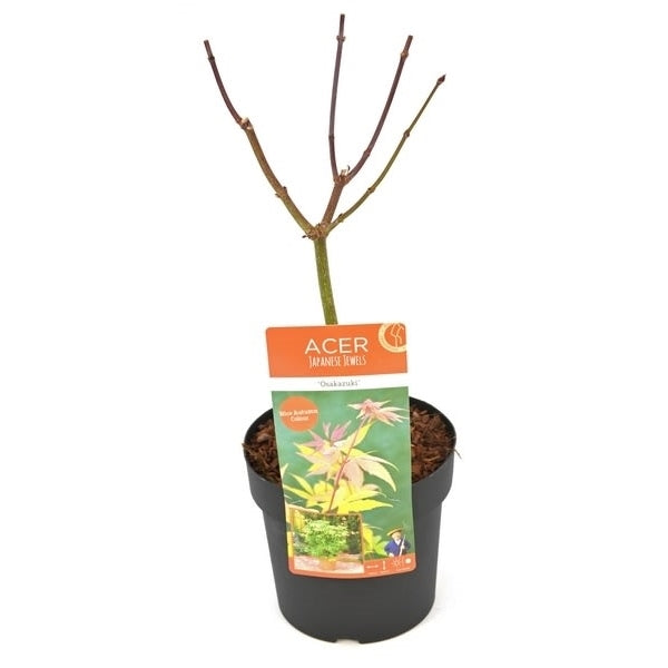 Acer Pal Osakazuki -  - Windyridge Garden Centre