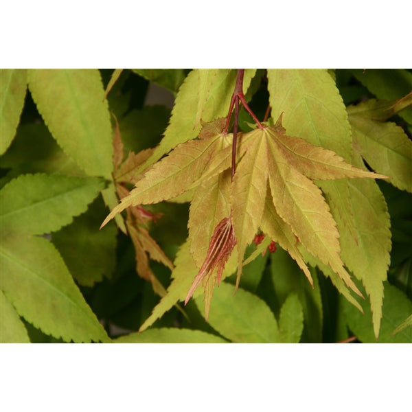 Acer Pal Osakazuki -  - Windyridge Garden Centre