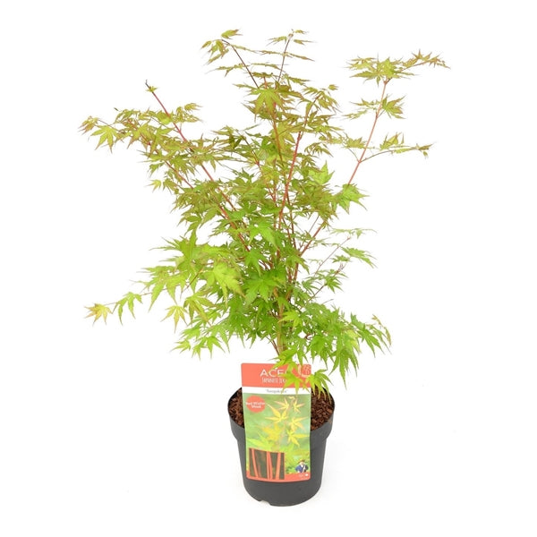 Acer pal. Sangokaku