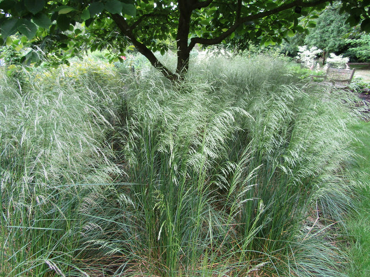 Deschampsia Cespitosa - Herbaceous - Windyridge Garden Centre