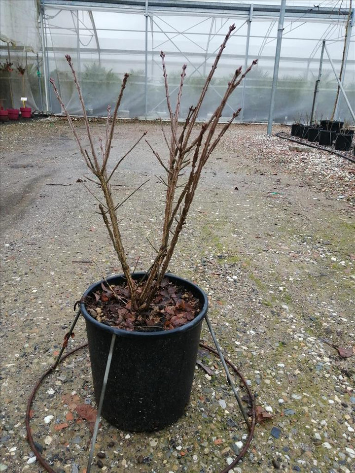 EUONYMUS ALATUS CLT 25 H 60 - 80 CM