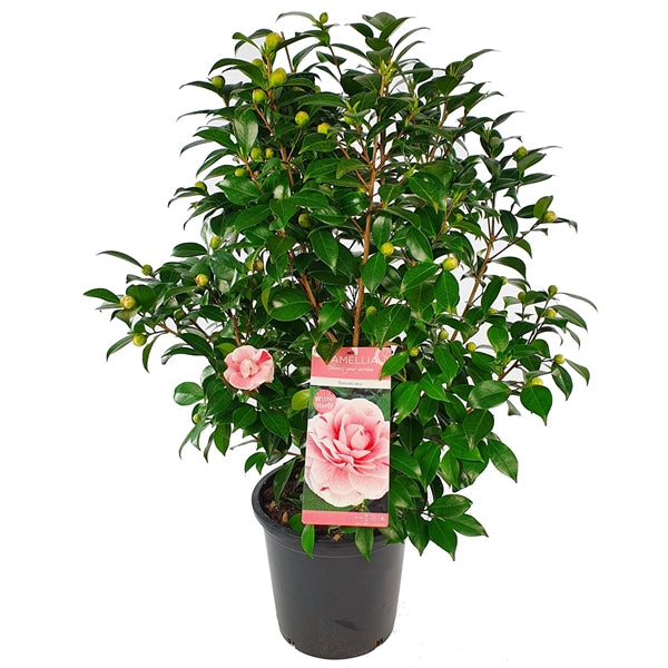 Camellia Jap. Marie Bracey - Shrubs - Windyridge Garden Centre