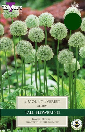 ALLIUM MOUNT EVEREST