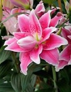 2 LILIUM ROSELILY NATALIA 14-16