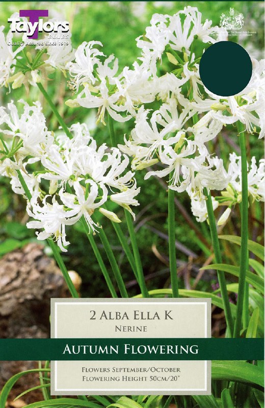 Nerine Alba Ella K X 1 - Bulbs - Windyridge Garden Centre