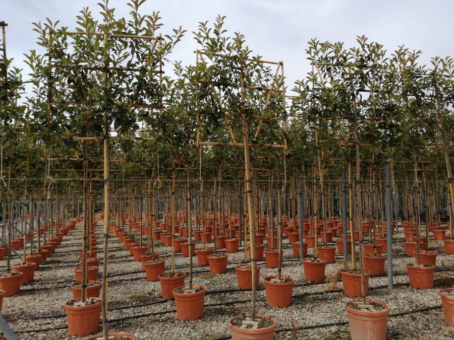Photinia Serr. Red Robin Clt 45   Circ. Tr. 08 - 10 Cm  Std Spall. Su Stelo H 100 X L 100 Cm - Trees - Windyridge Garden Centre