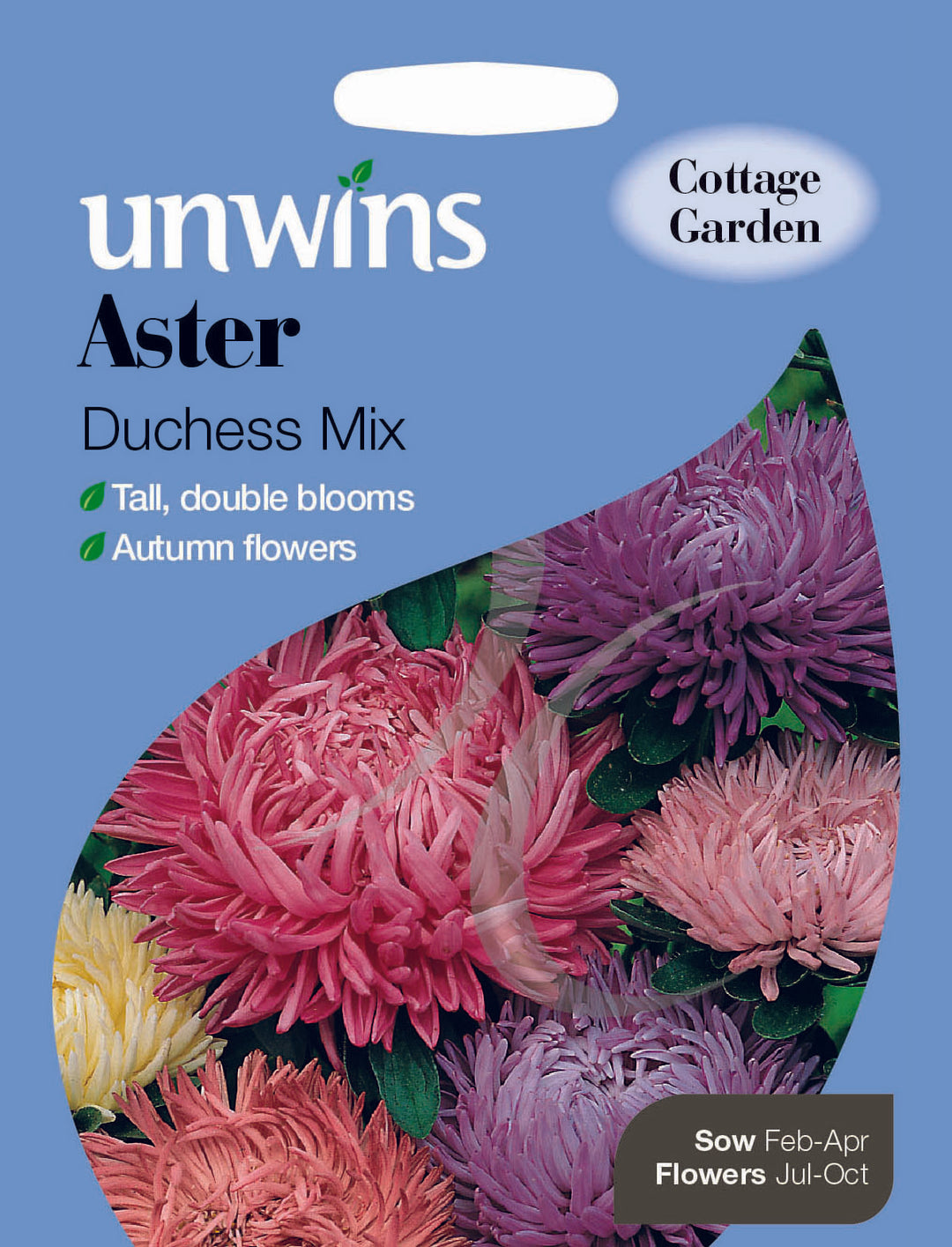 Aster Duchess Mix