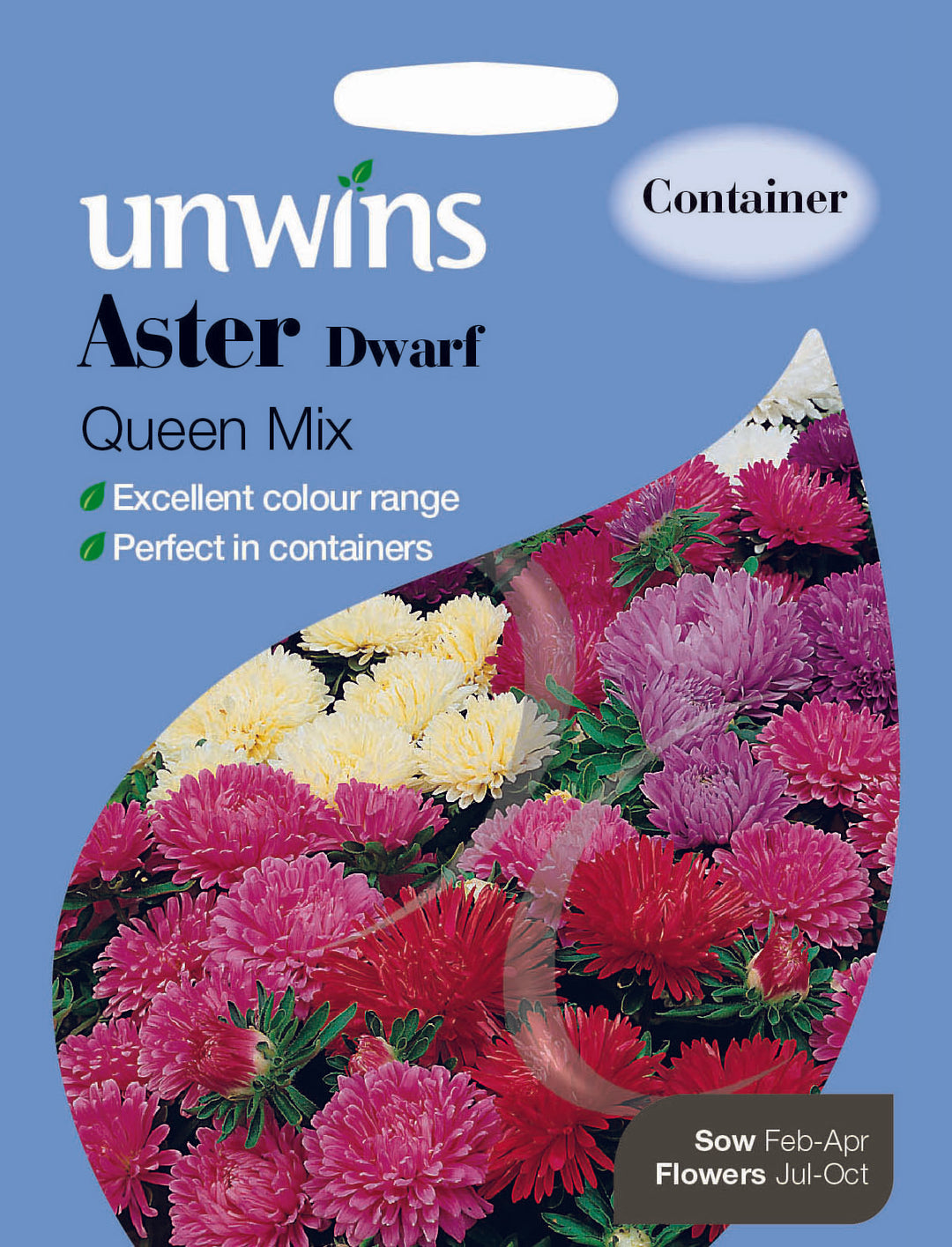 Aster Dwarf Queen Mix