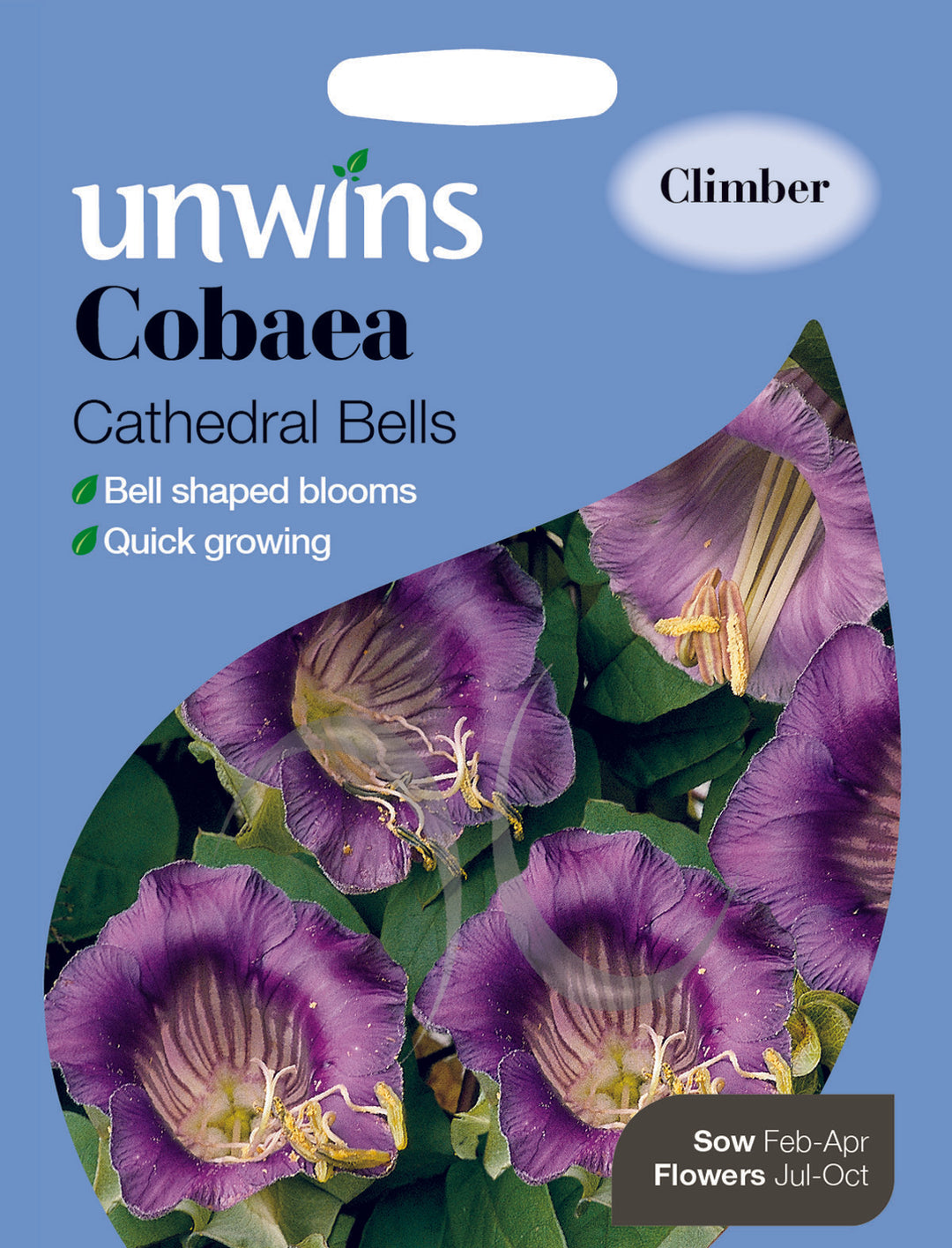 Cobaea Cathedral Bells