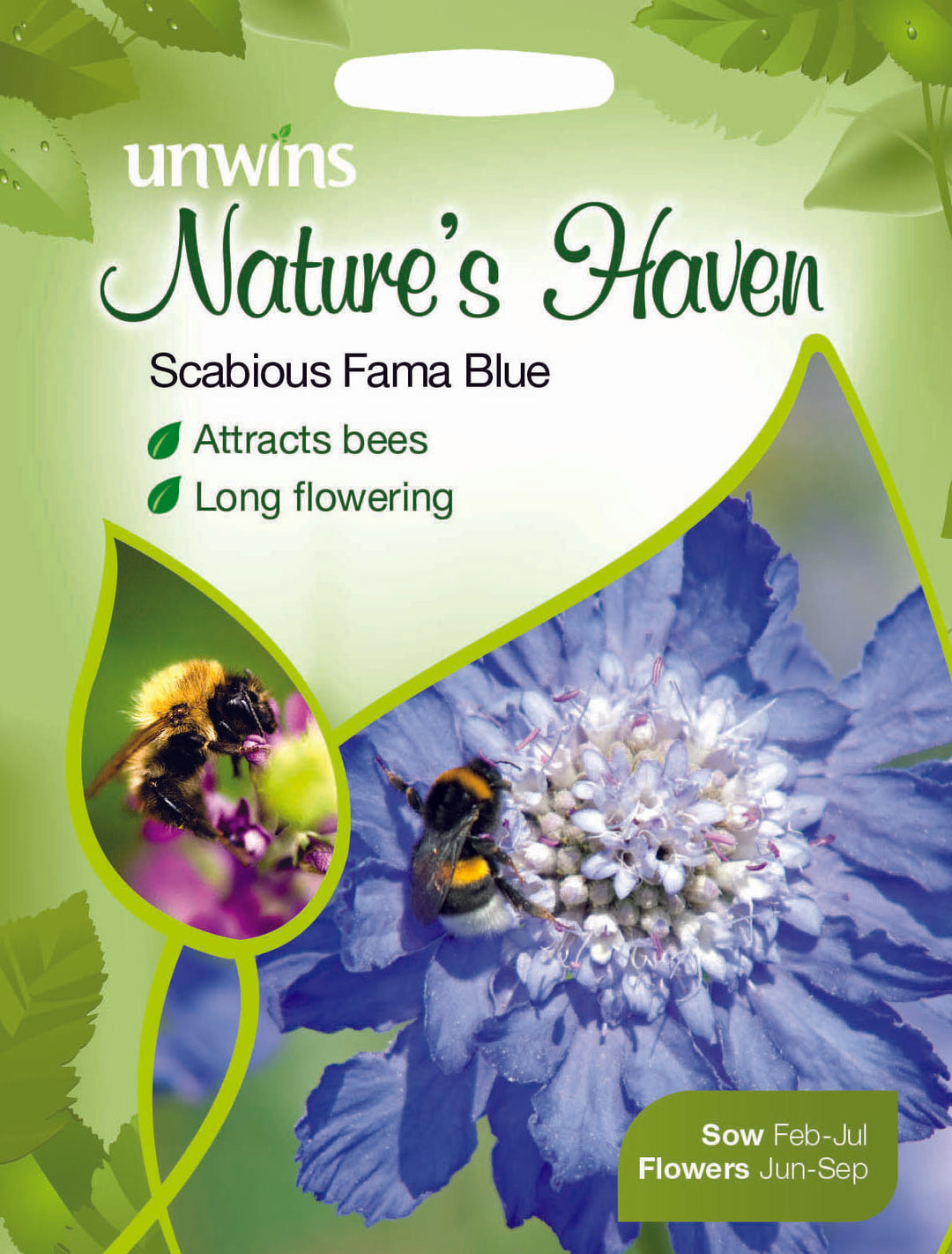 NH Scabious Fama Blue