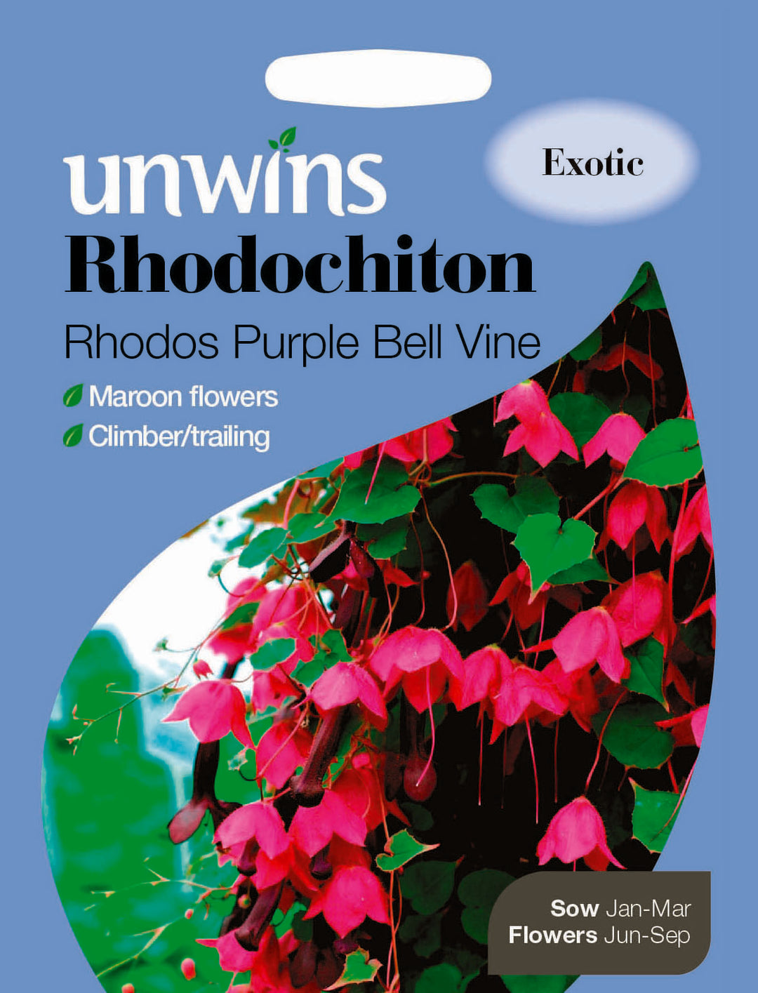 Rhodochiton Rhodos Purple Bell Vine - Seed Packets - Windyridge Garden Centre