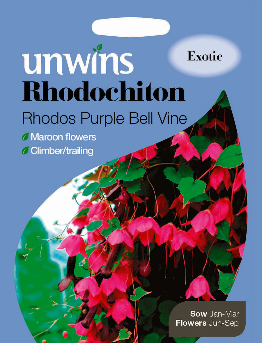 Rhodochiton Rhodos Purple Bell Vine - Seed Packets - Windyridge Garden Centre