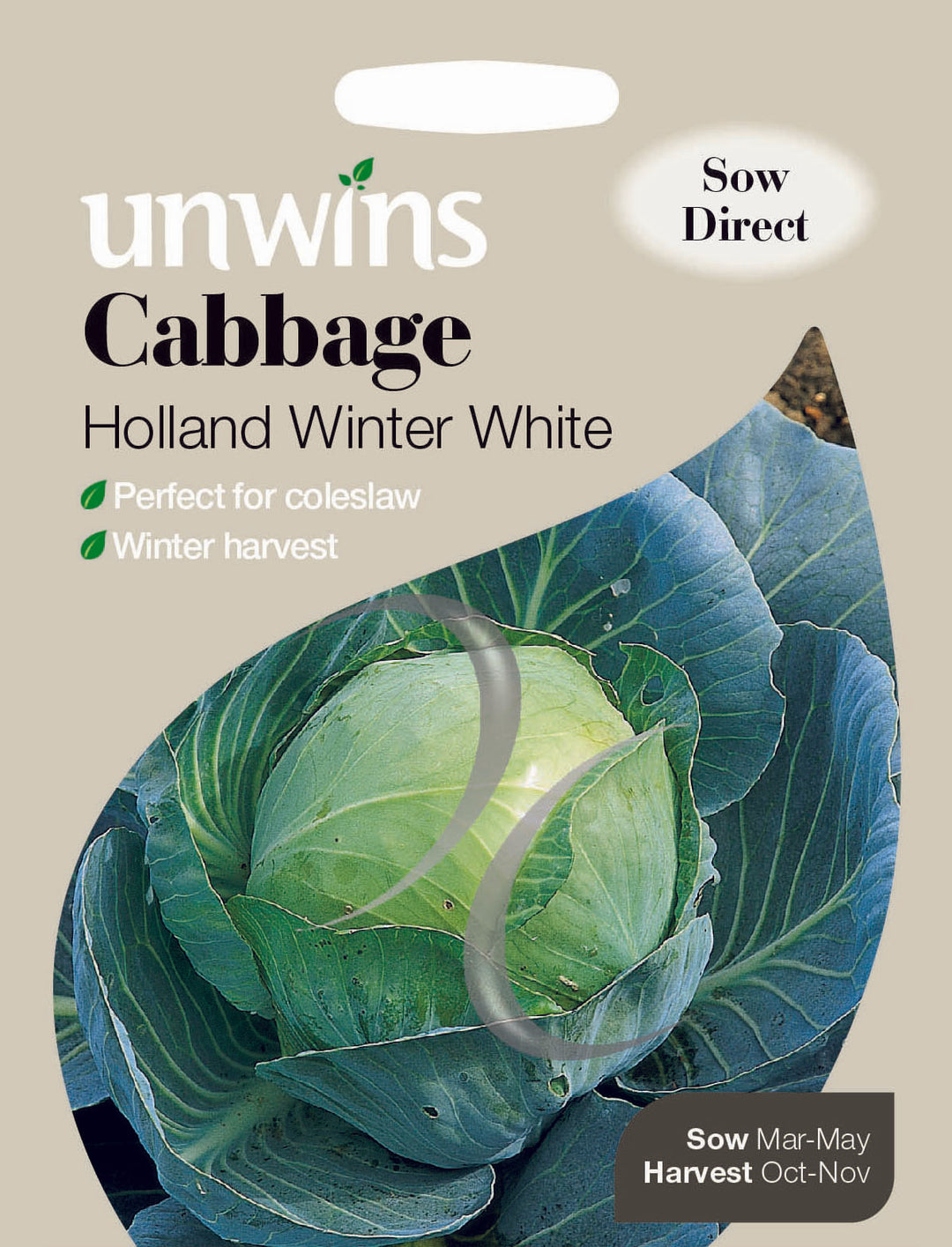 Cabbage Holland Winter White