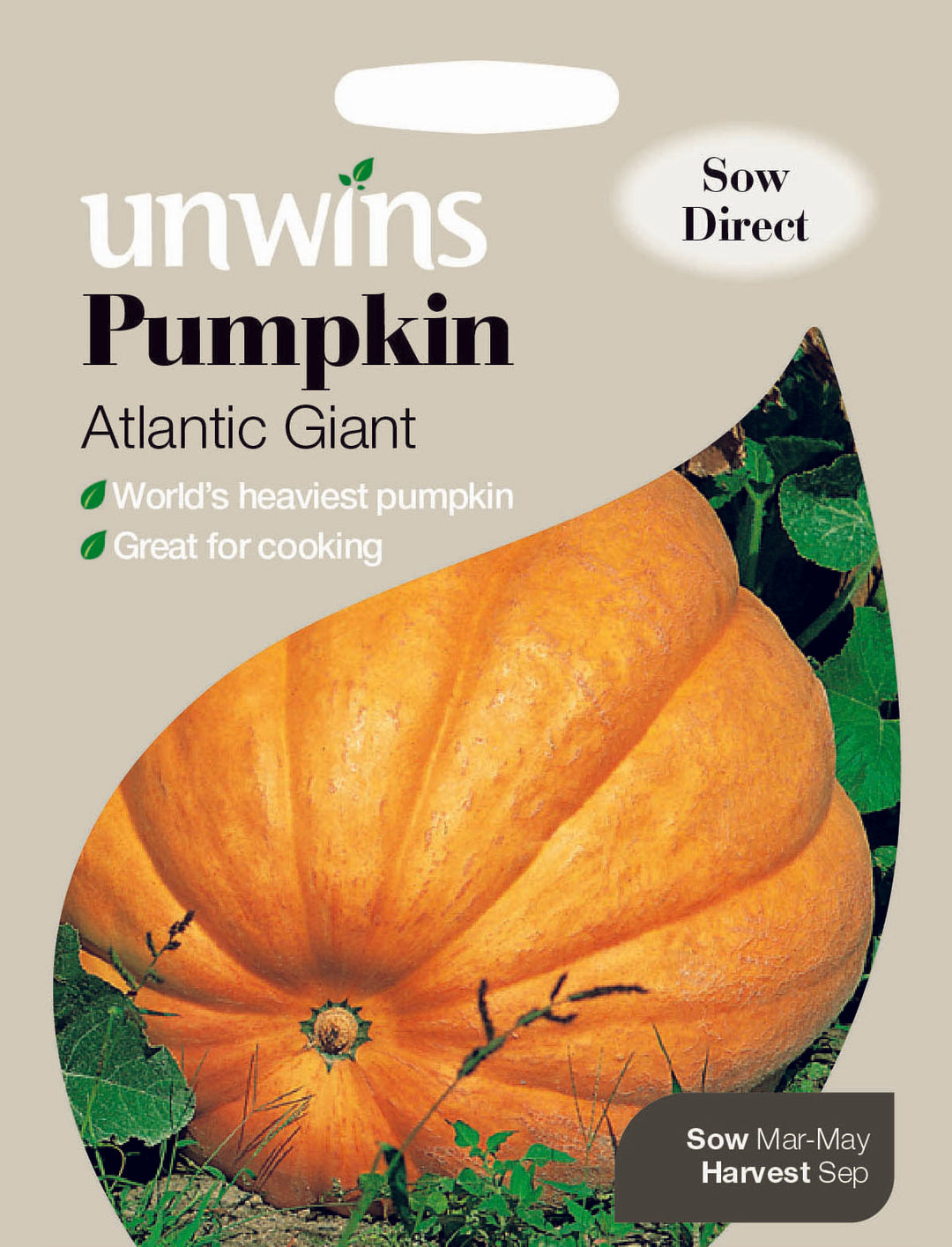 Pumpkin Atlantic Giant