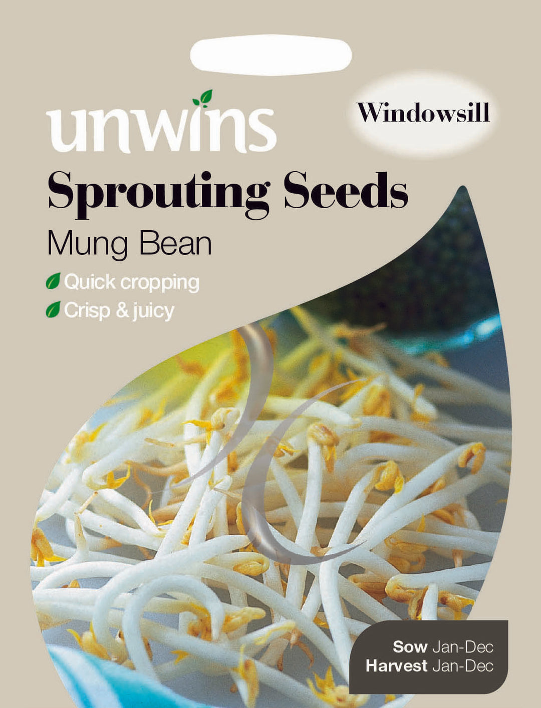 Sprouting Seeds Mung Bean