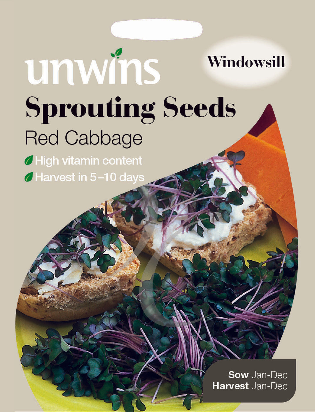 Sprouting Seeds Red Cabbage