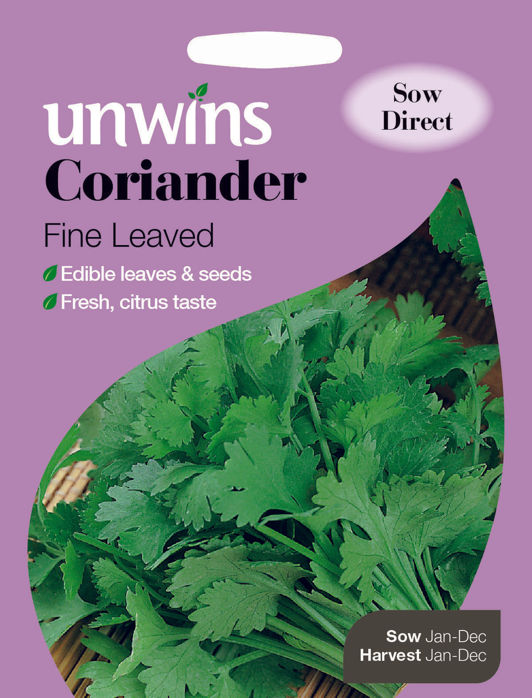 Herb Coriander Fine Leaved