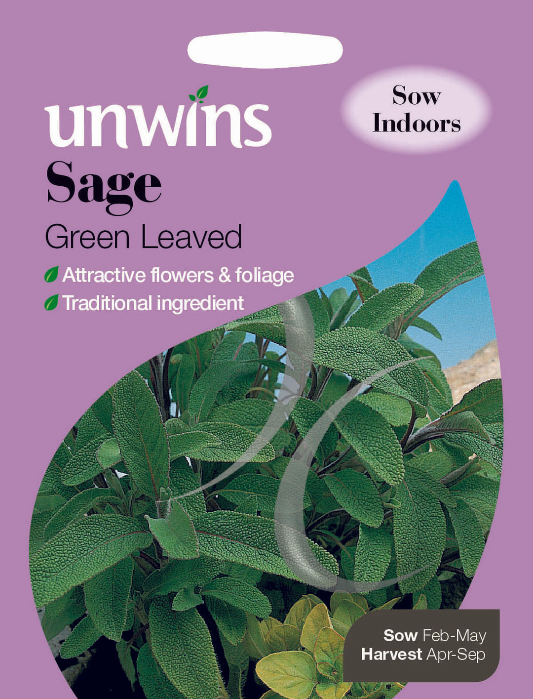 Herb Sage Green Leaved