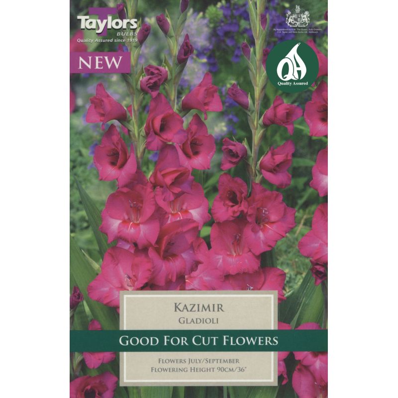 10 GLADIOLI KAZIMIR 10-12