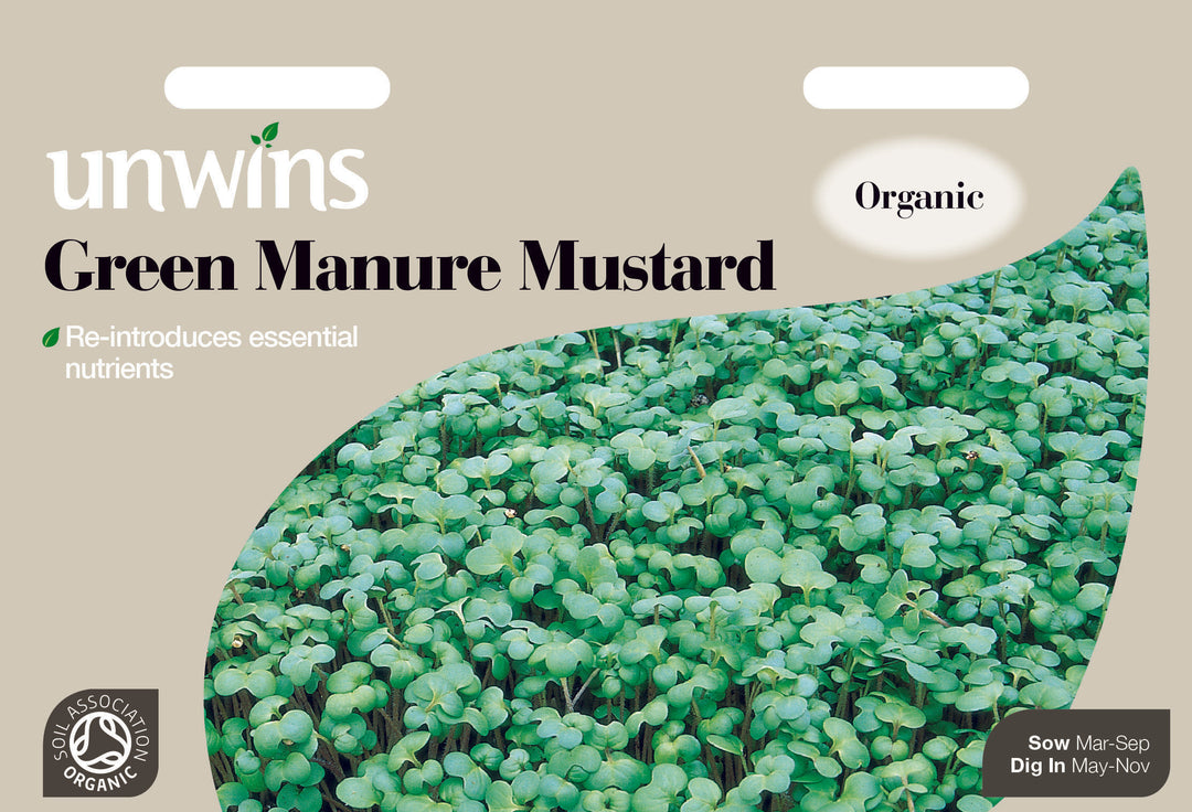 Green Manure Mustard