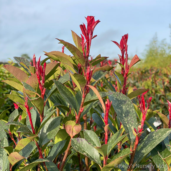 Photina Carre Rouge - Hedging - Windyridge Garden Centre