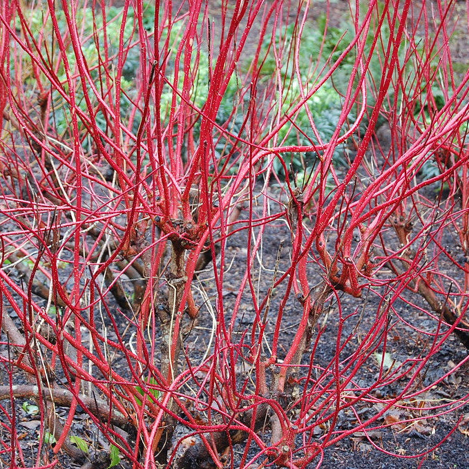 Cornus Alba Sibirica - Shrubs - Windyridge Garden Centre