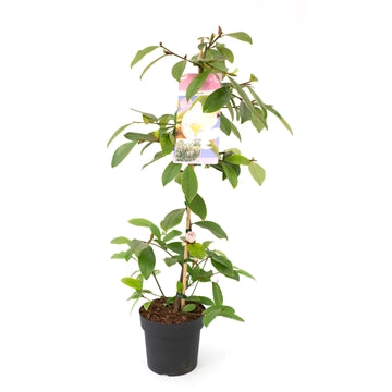 Michelia Fairy Magnolia Blush - Shrubs - Windyridge Garden Centre