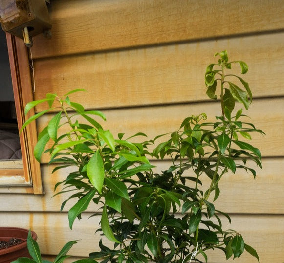 Pieris jap. Valley Valentine