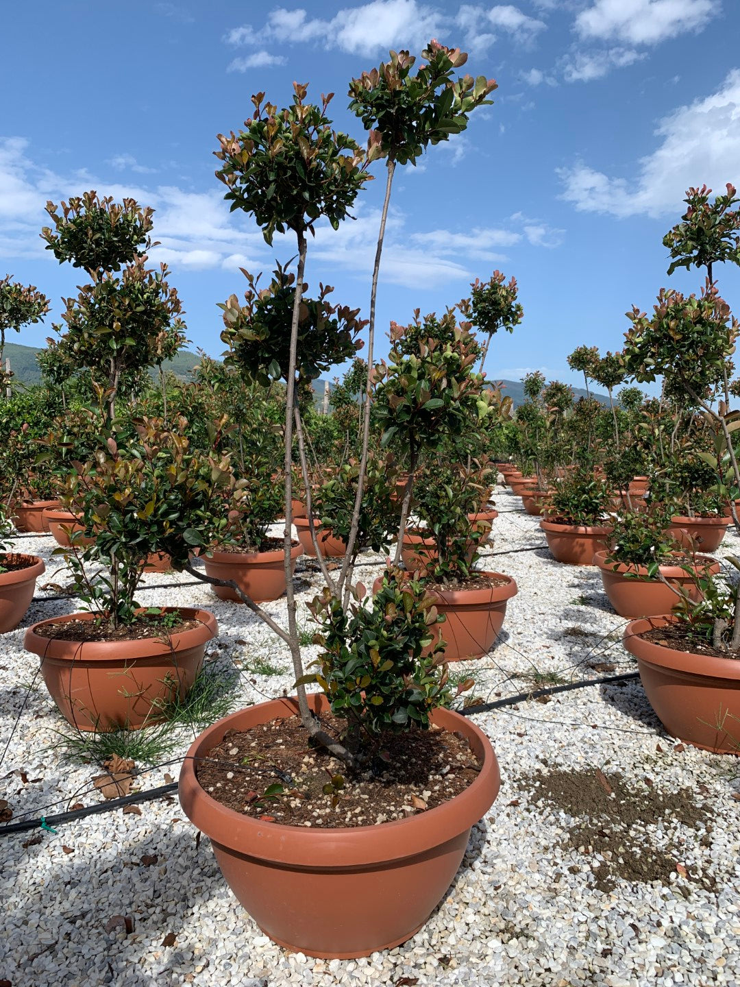 Photinia Serr. Atropurpurea Nana Ciotola 75 Clt 80 H 160 - 180 Cm Pon Pon -  - Windyridge Garden Centre
