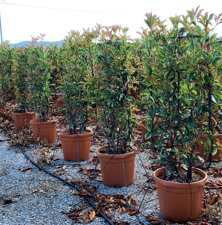 PHOTINIA SERR. 'PINK MARBLE' CLT 30      SPALLIERA IN METALLO 90 X 55 CM