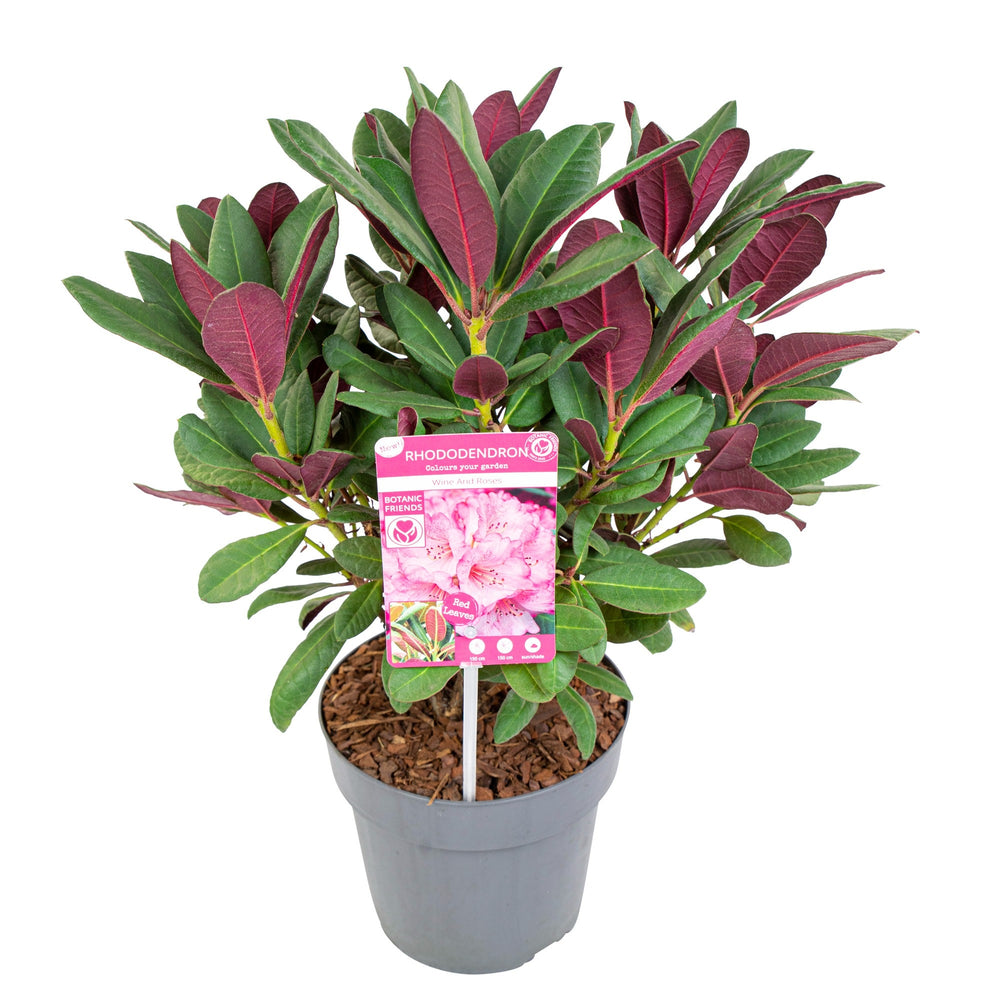 Rhododendron Wine&Roses - Shrubs - Windyridge Garden Centre