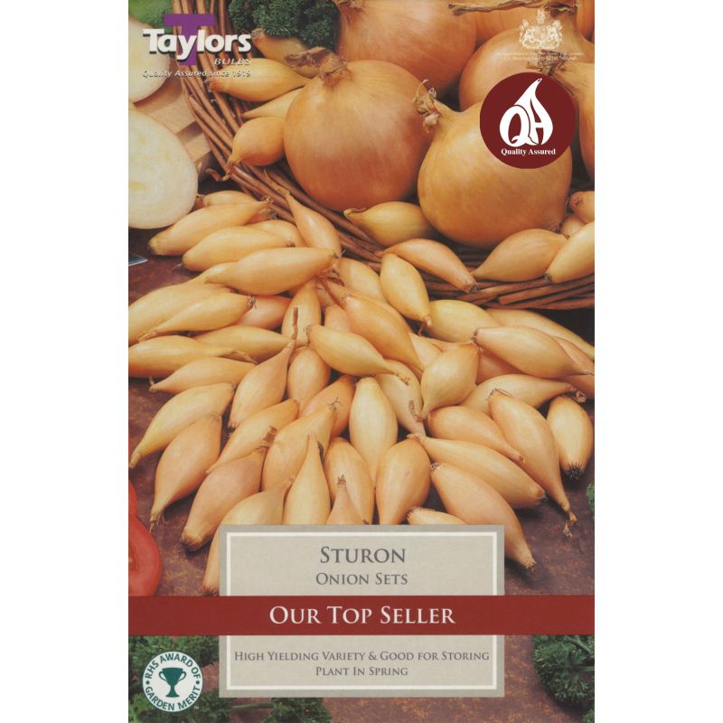ONION STURON X 50