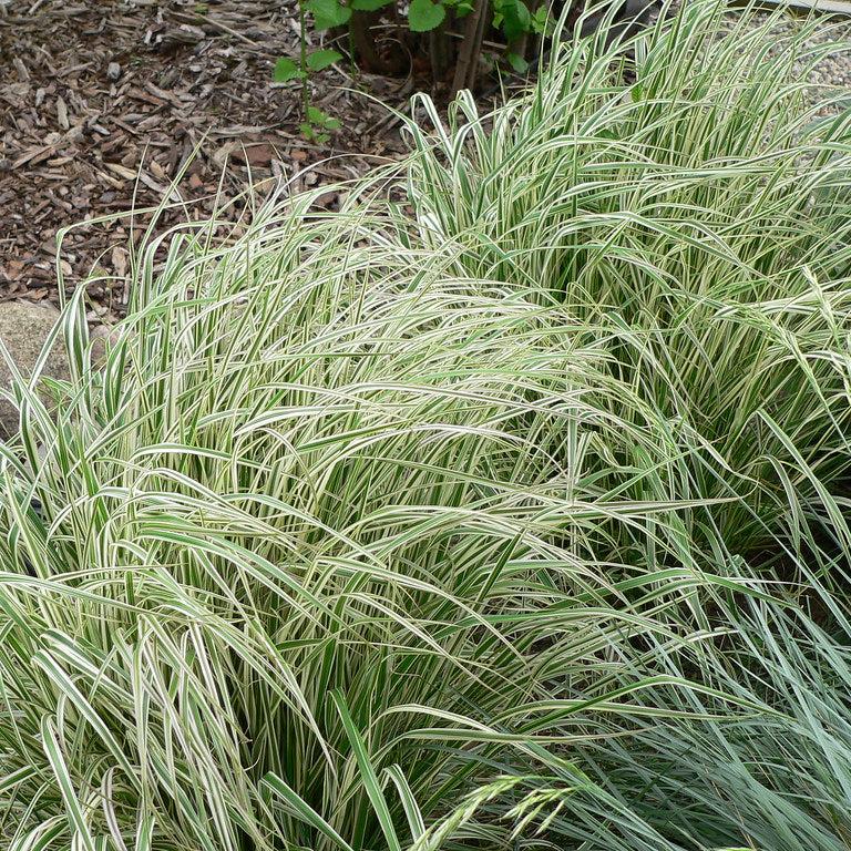 CALAMAGROSTIS a. Overdam