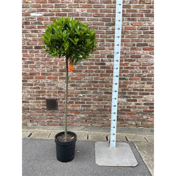 Bay Standard 4/4 Stem Crown 50/55 Pot 25cm
