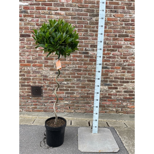 Bay Standard 3/4 Spiral Stem 40/45 P 25 - Grow Your Own - Windyridge Garden Centre