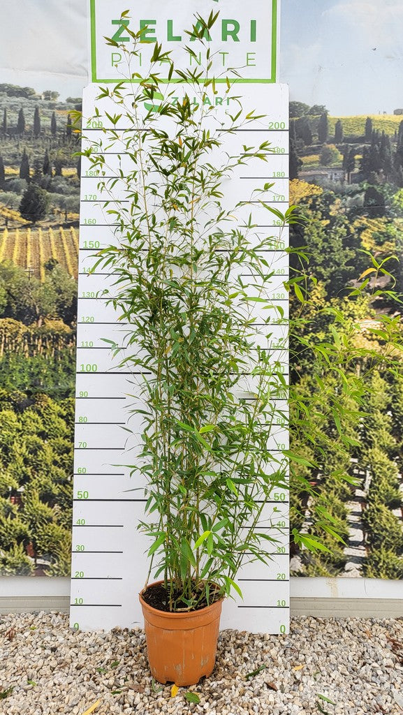 PHYLLOSTACHYS AUREA CLT 12 VASO ROSSO H 150 - 200 CM