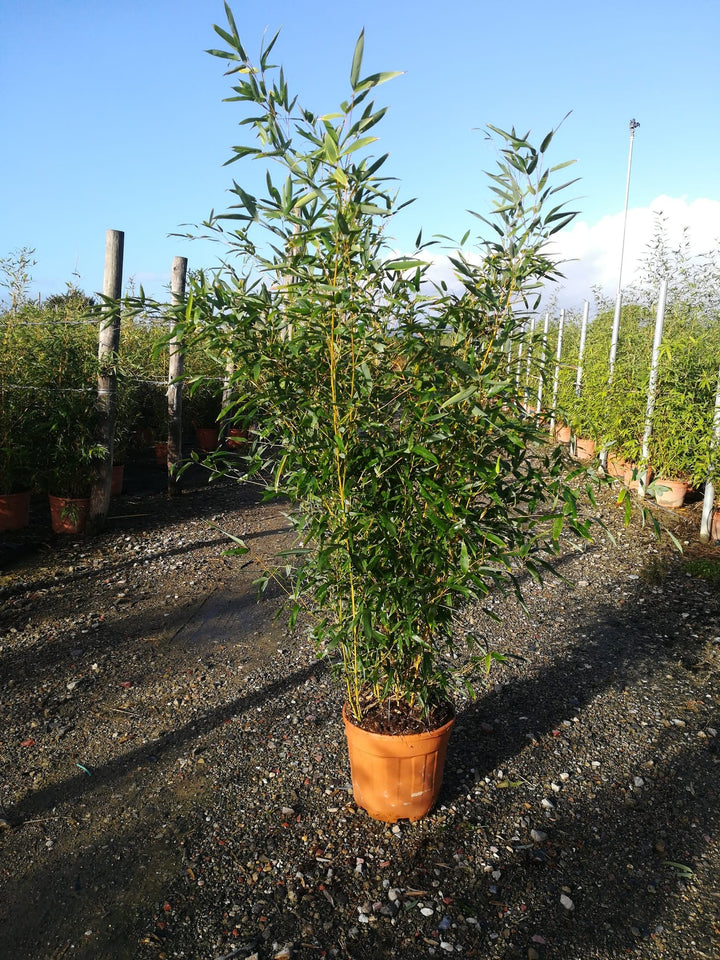 PHYLLOSTACHYS AUREA CLT 12 VASO ROSSO H 150 - 200 CM